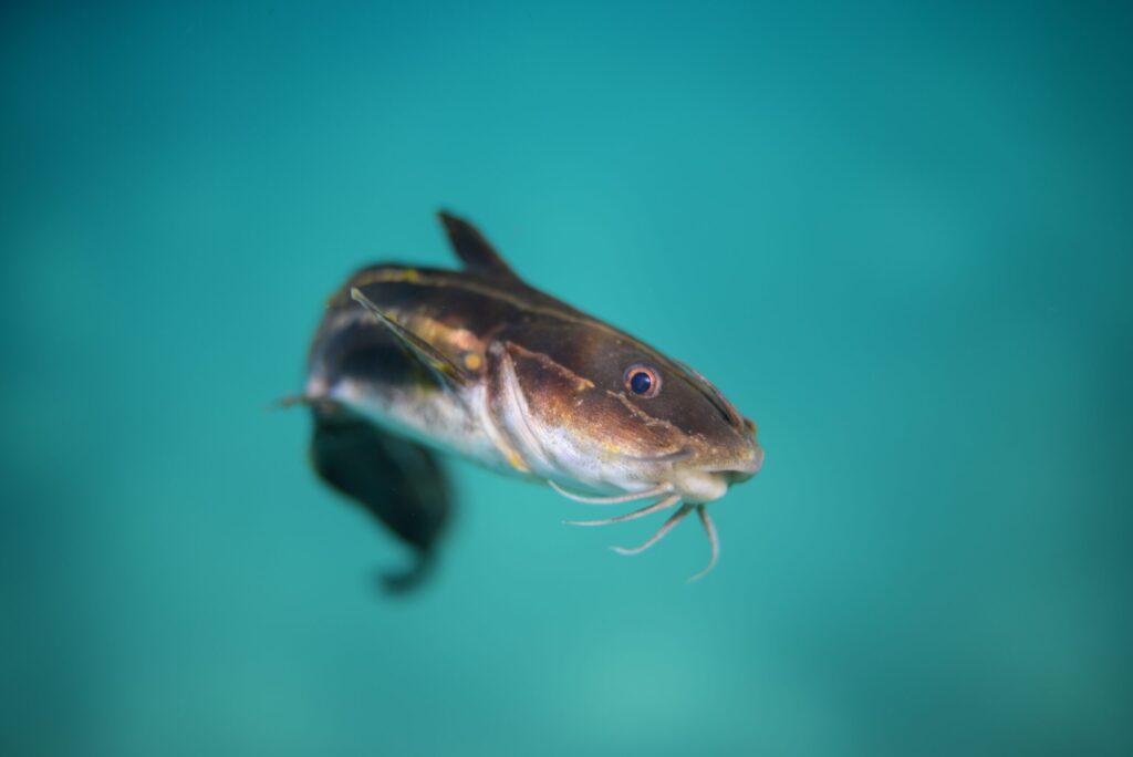Read more about the article 메기 효과: 도전과 경쟁을 통한 성장과 혁신